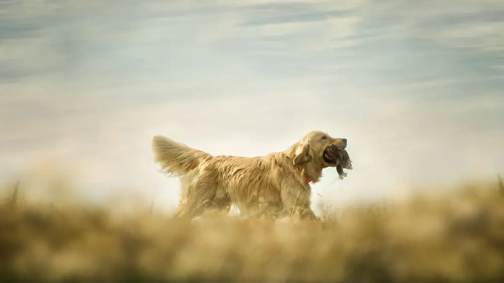 Biozyme vitalize pet 18