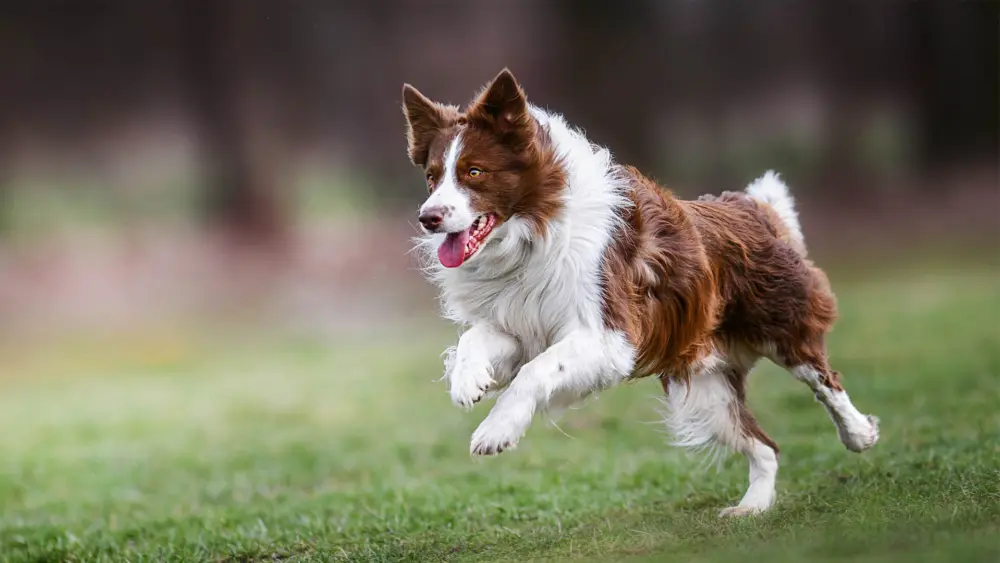 Biozyme canines 0028 Canine activedogoutside AS299097784