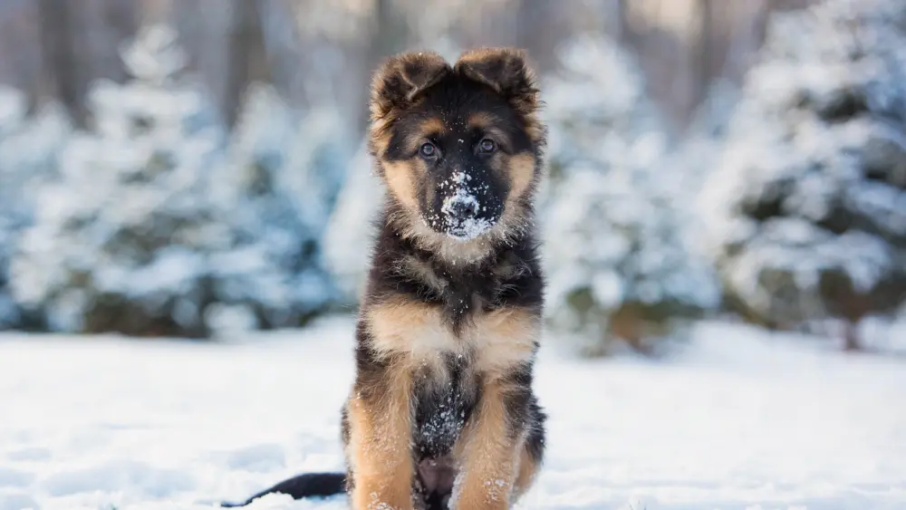 Biozyme canines 0003 Getty Images 998655014