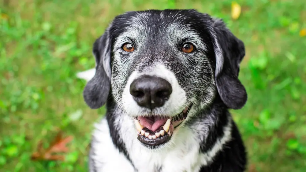 Biozyme canines 0007 Getty Images 931517000