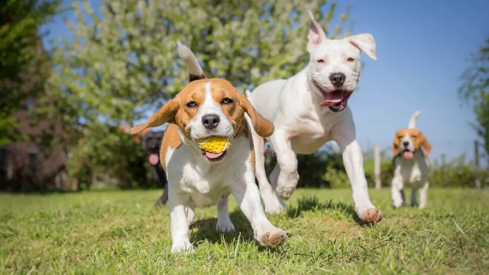 Biozyme canines 0022 Canine dogsplayingwithtoy AS108062461