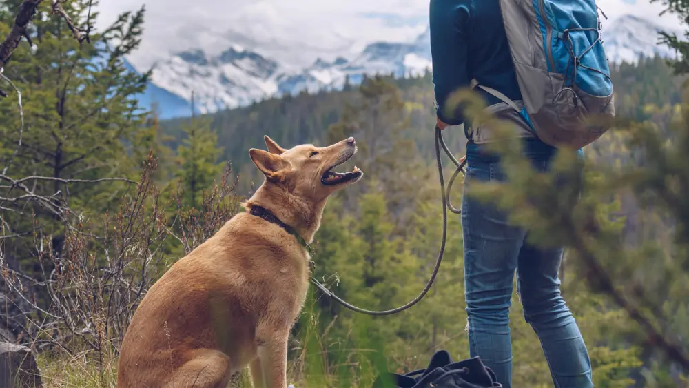 Biozyme canines 0010 Getty Images 731848863