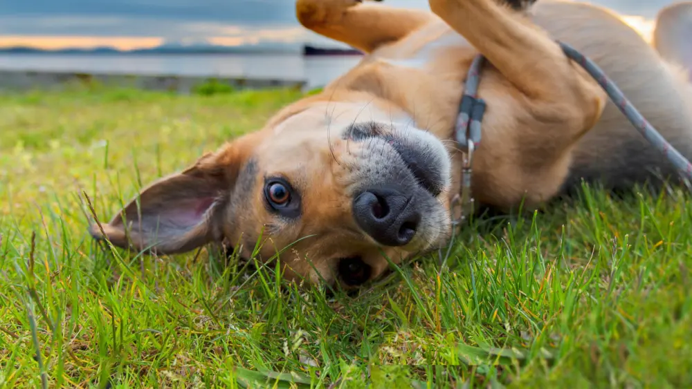 Biozyme canines 0024 Canine dogplayingingrass AS155930424