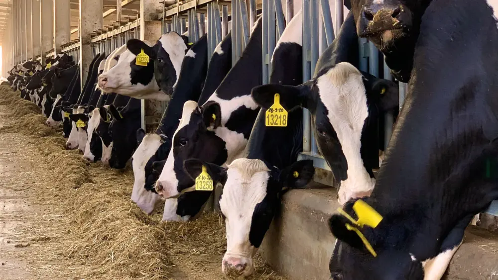 Biozyme dairy 06