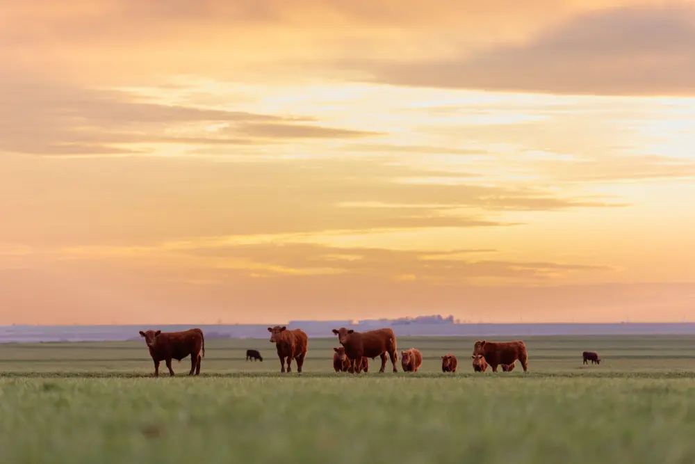 SPC24 Wheat Pasture Cattle 24111 1 compressed