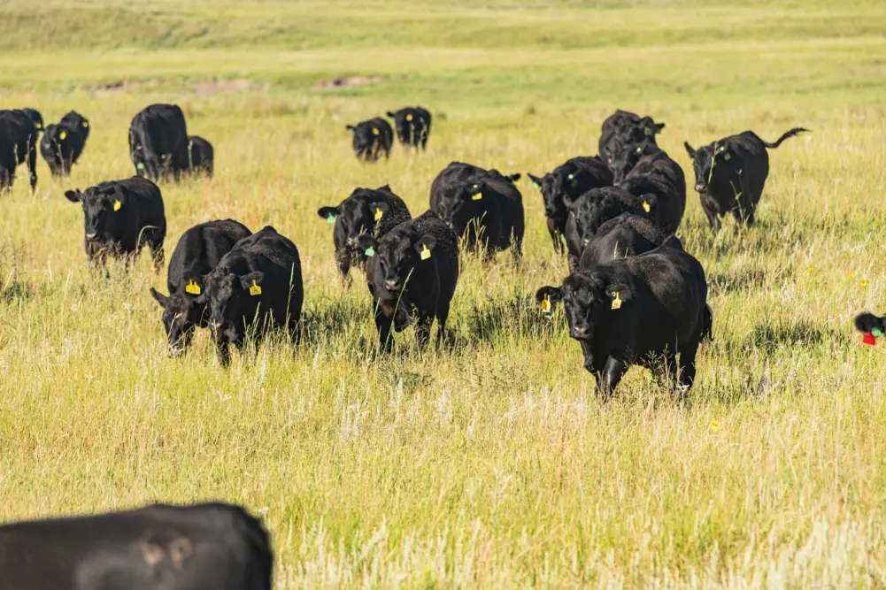 2025 tucker ranch gen cattle 0155 compressed