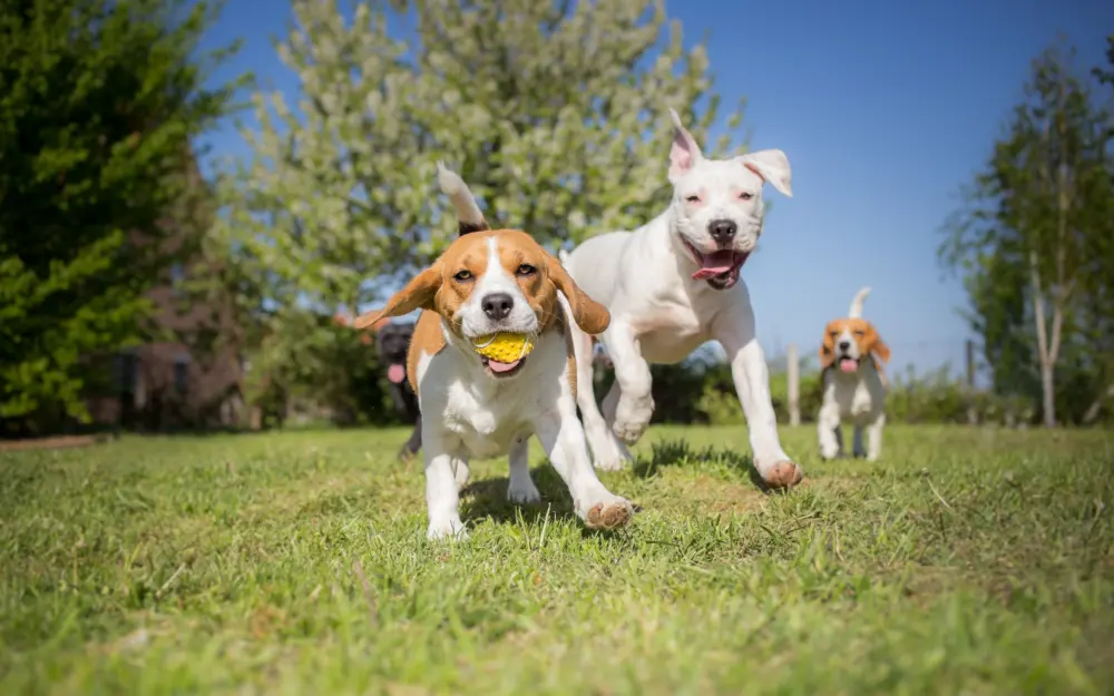 Canine dogsplayingwithtoy AS108062461