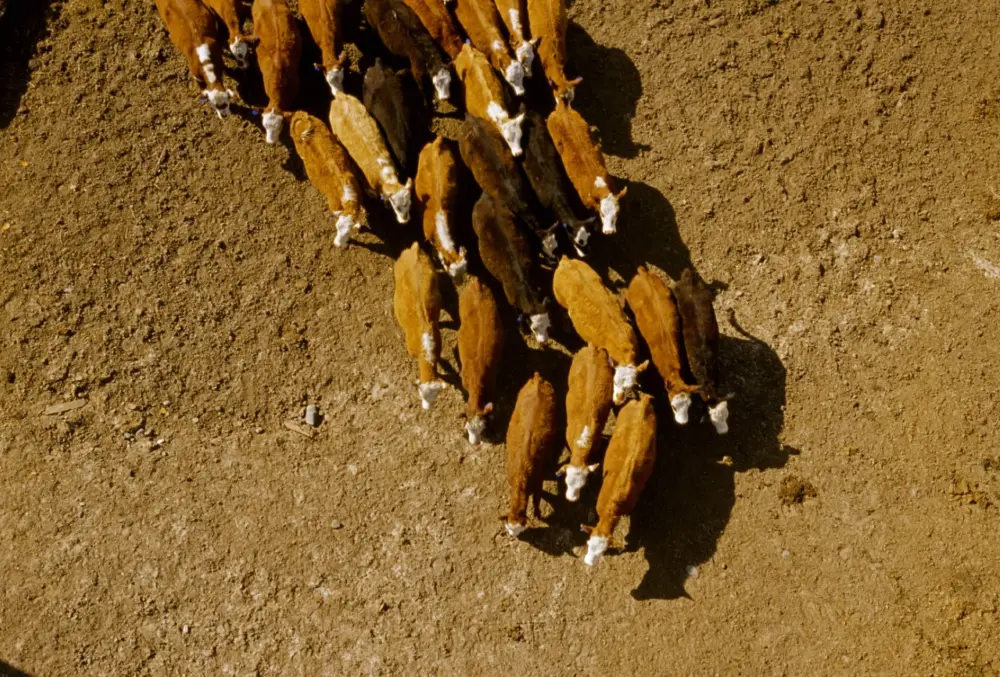 Feedlot Cattle
