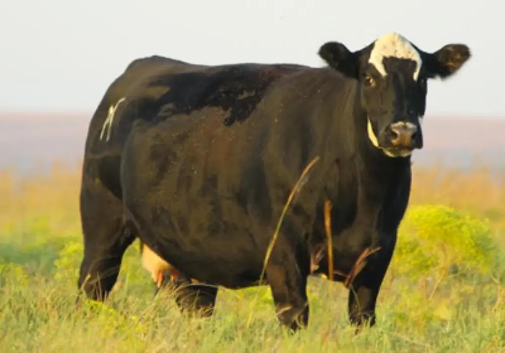 Pregnant black baldy