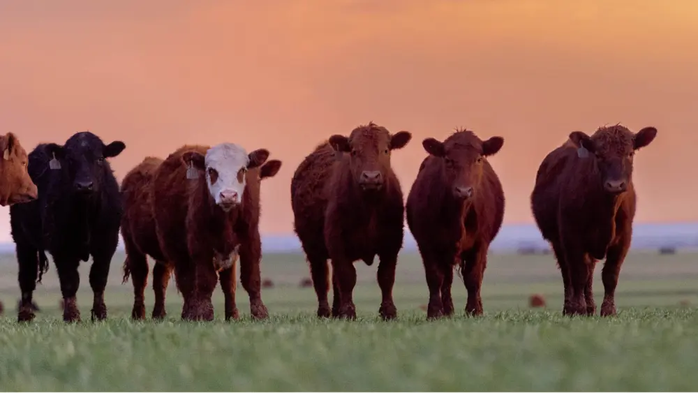 Biozyme beef cattle 0036 Layer 3