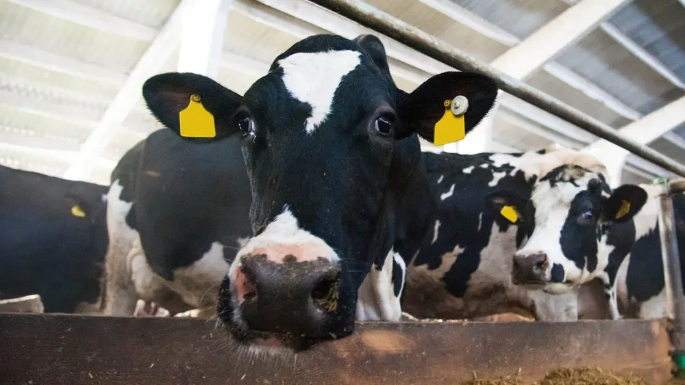 Biozyme dairy cattle 0007 Dairy Cattle cowsfeedingpen AS142132961