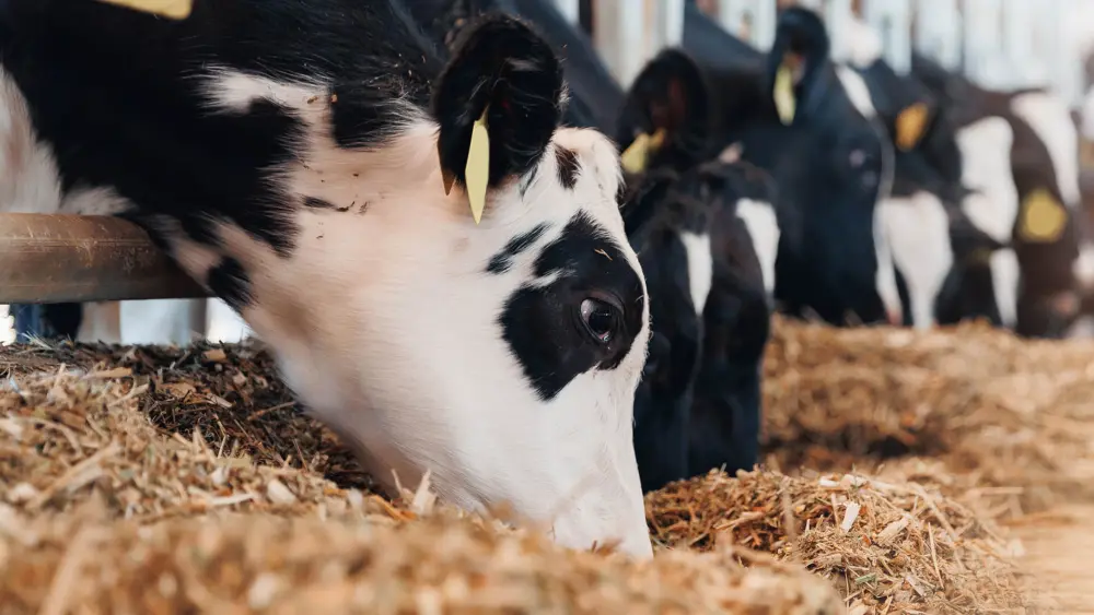 Biozyme dairy cattle 0004 Dairy Cattle feedinginrow AS686808701