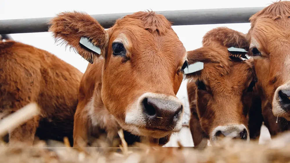 Biozyme dairy cattle 0008 Dairy Cattle cowsfeedingoutsidepen AS423200400