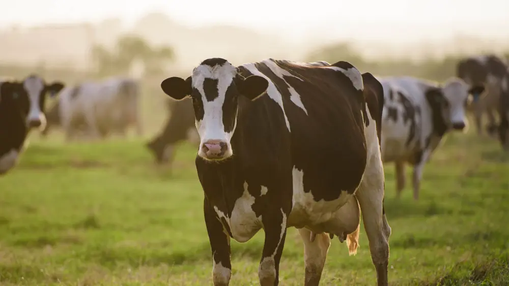 Biozyme dairy cattle 0011 Dairy Cattle cattleinfieldmist AS373875498