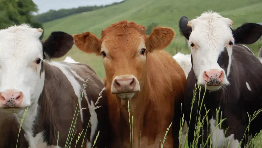Biozyme dairy cattle 0002 Dairy Cattle holsteininfield AS10402324