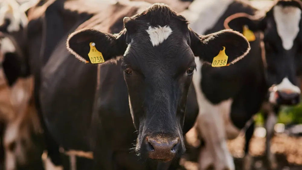 Biozyme dairy cattle 0001 Dairy Cattle holsteinoutdoorsclose AS496941004