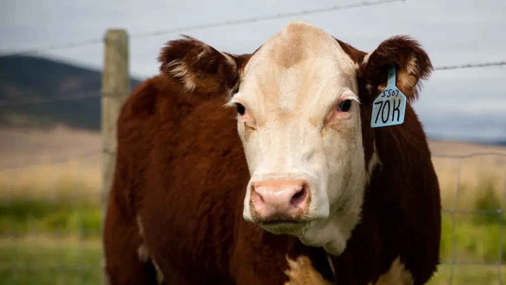 Biozyme beef cattle 0018 Layer 21