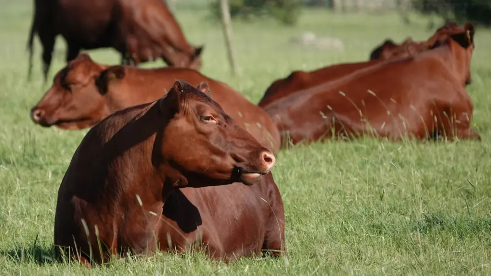 Biozyme beef cattle 0016 Layer 23