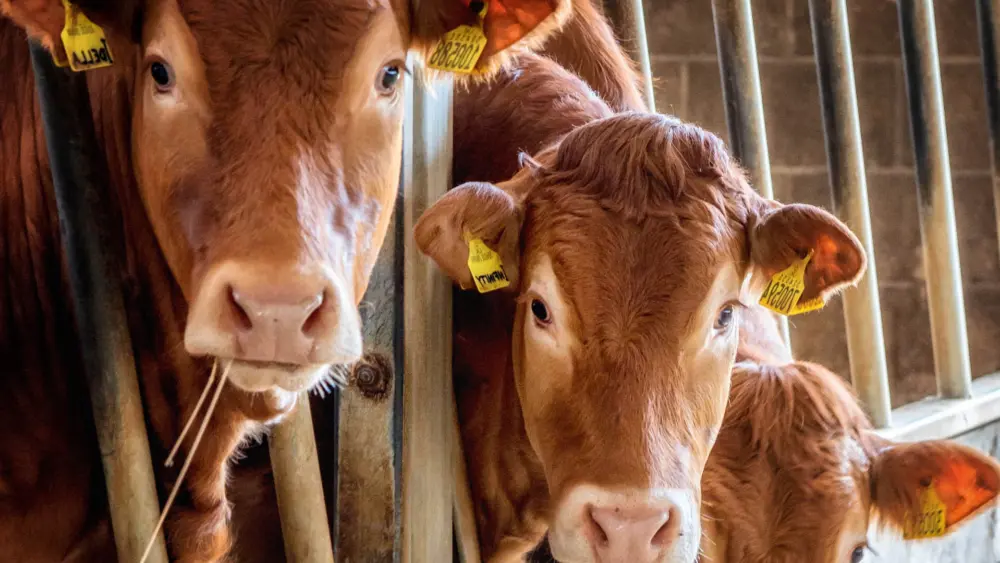 Biozyme beef cattle 0012 Layer 27
