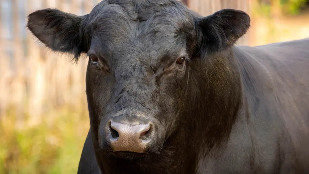 Biozyme beef cattle 0010 Layer 29