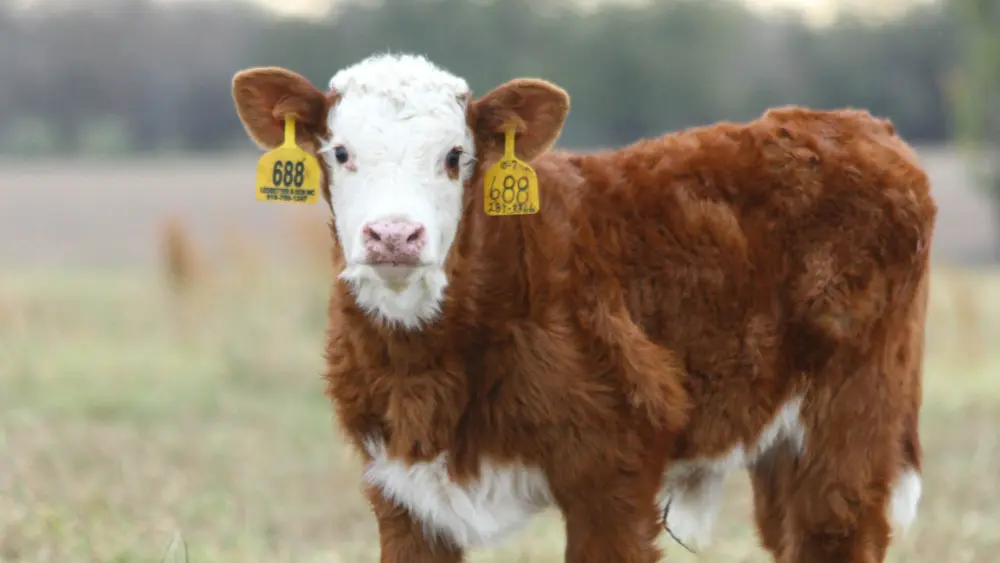 Biozyme beef cattle 0022 Layer 17