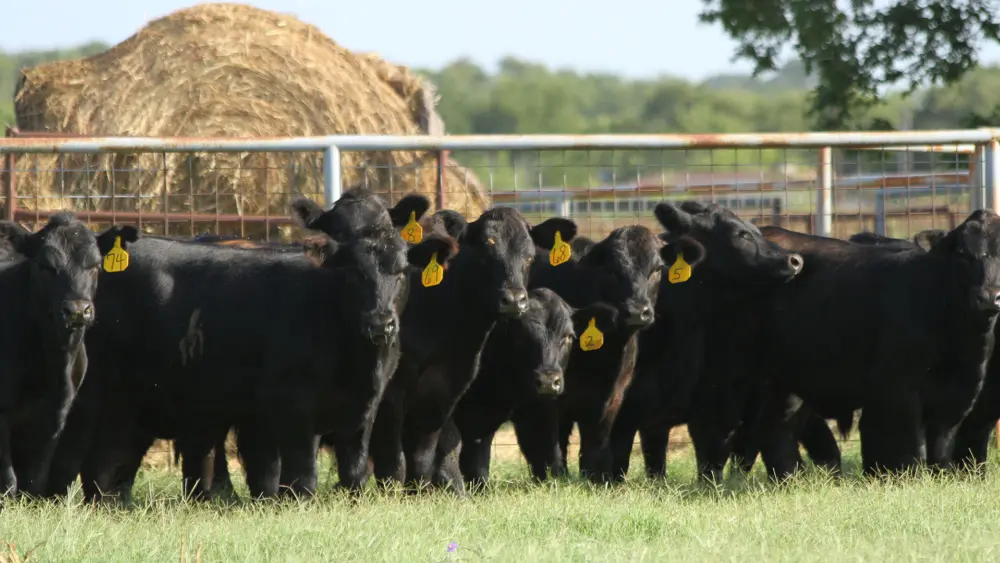 Biozyme stocker cattle 0028 CB16 Stocker 002
