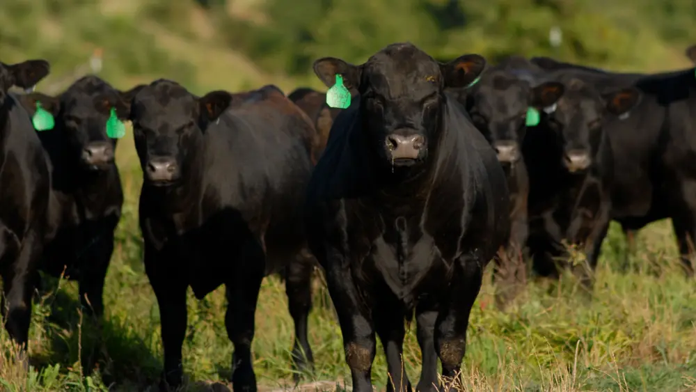Biozyme stocker cattle 0014 EG08 Van Nice 0664