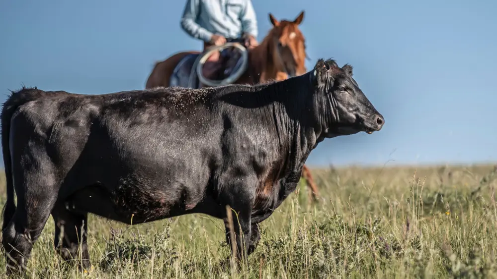 Biozyme stocker cattle 0012 Image 5