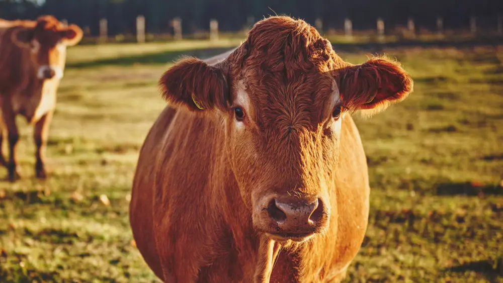 Biozyme stocker cattle 0000 Stocker Cattle redangusinpasture AS230625546
