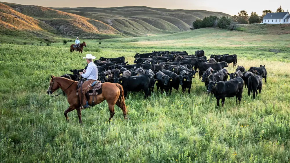 Biozyme stocker cattle 0008 Image 9