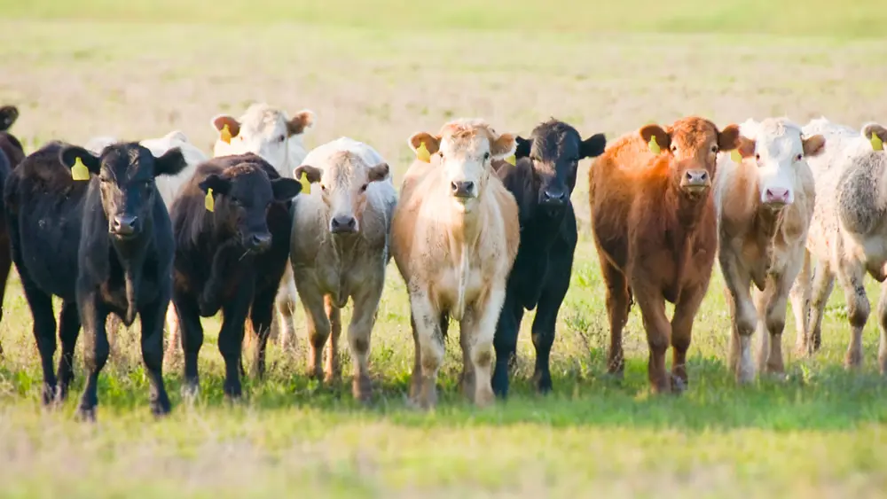 Biozyme stocker cattle 0013 Gain Smart Stocker