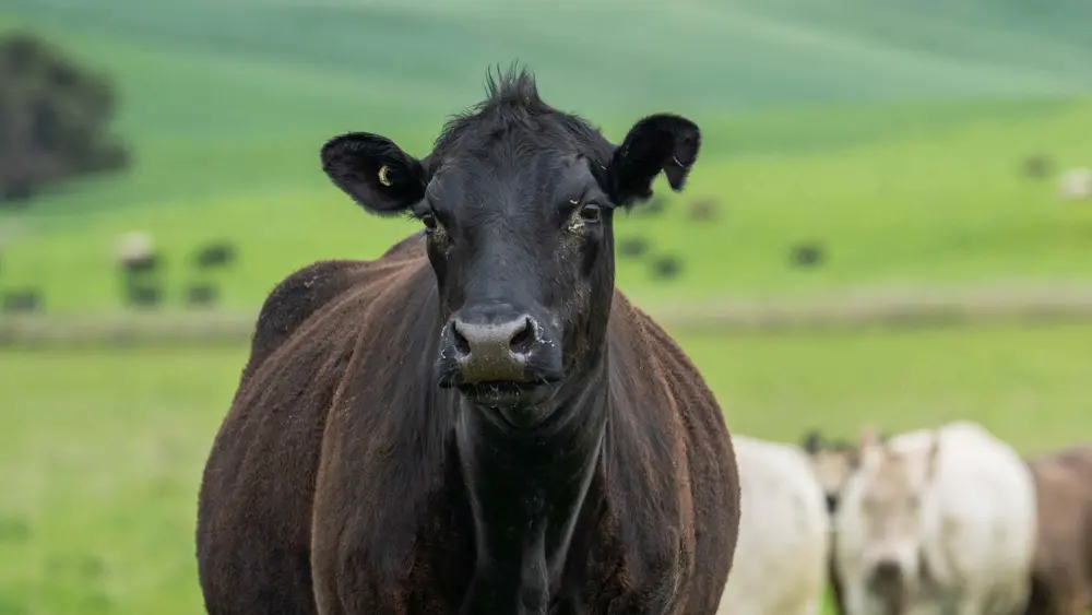 Biozyme stocker cattle 0005 Stocker Cattle cattleinfield AS838948319