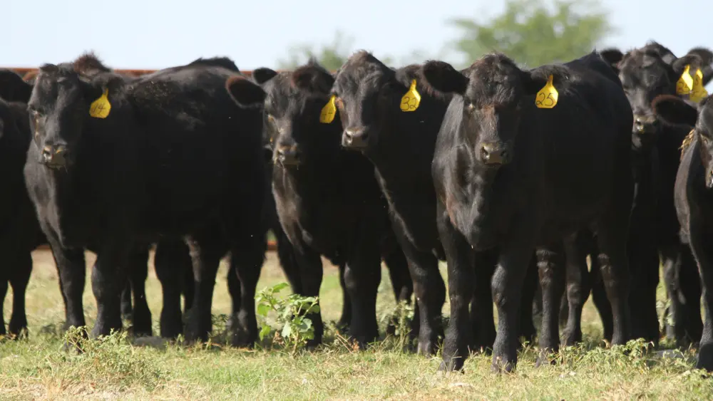 Biozyme stocker cattle 0016 CB16 Stocker 043