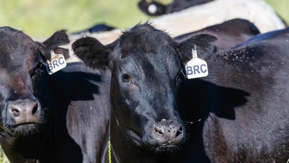 Biozyme stocker cattle 0032 Black Rock Cattle Gain Smart AR24 4