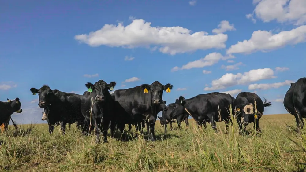 Biozyme stocker cattle 0033 2019 10 22 BZ Concept Aid AR Photo 24