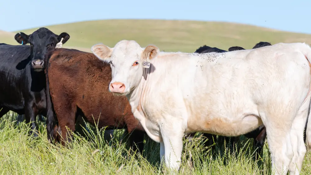 Biozyme stocker cattle 0031 Black Rock Cattle Gain Smart AR24 10