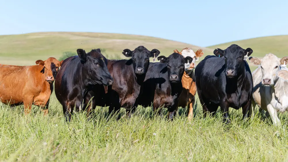 Biozyme stocker cattle 0030 Black Rock Cattle Gain Smart AR24 11