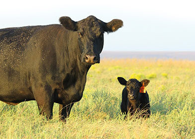 McCurry Angus cow and calf.