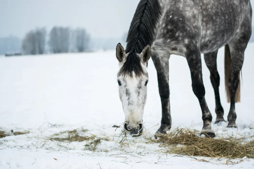 Adobe Stock 460265364 small