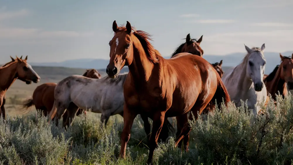 Biozyme horses 0008 Equine horsesrunfield AS405901264