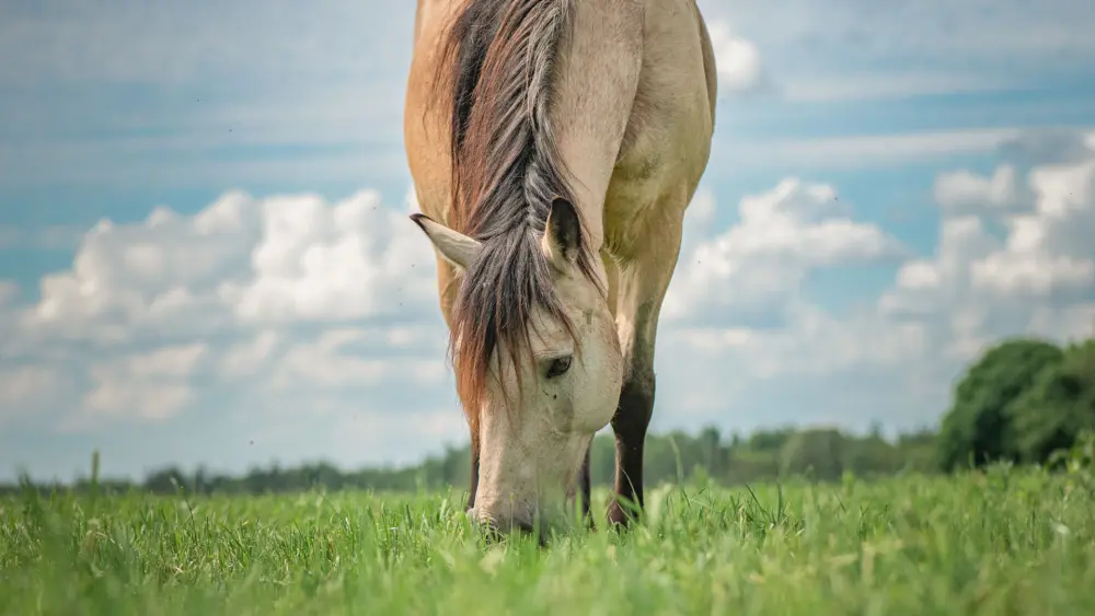 Biozyme horses 0021 Equine horsegrazing AS492310051