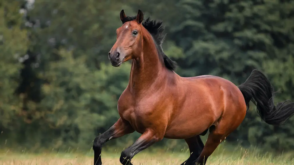 Biozyme horses 0022 Equine horsegallopingfield AS326500445