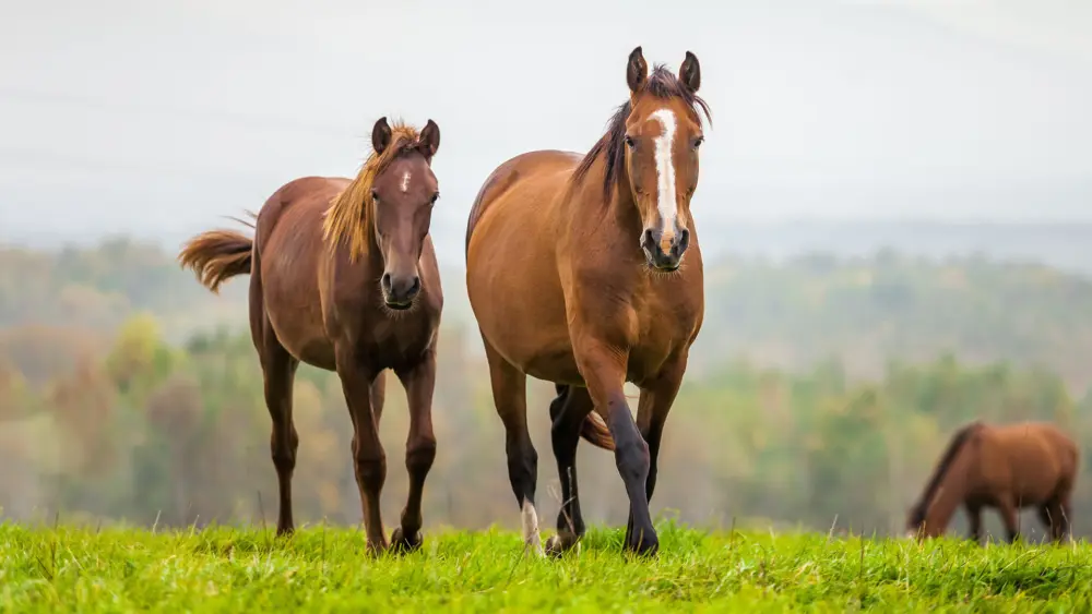 Biozyme horses 0007 Equine horsesrunthroughfield AS125589649