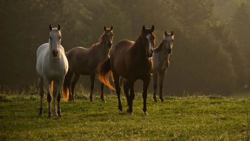 Biozyme horses 0013 Equine horsesinpasturedawn AS118466757