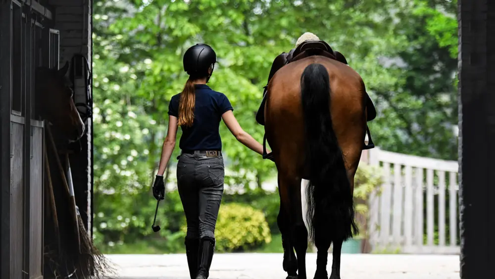 Biozyme horses 0019 Equine horseledoutofpaddockbehind AS378415830