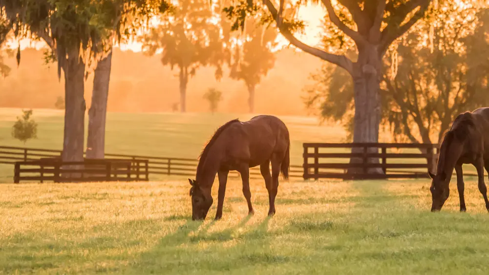 Biozyme horses 0012 Equine horsesinpasturegrazing AS130454774