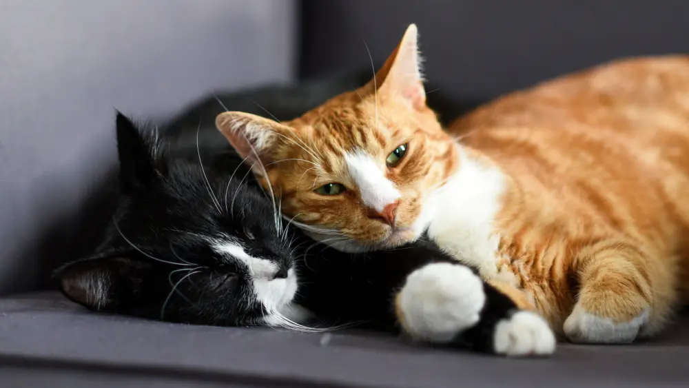 Biozyme felines 0006 Feline catssleepingcouch AS240682910