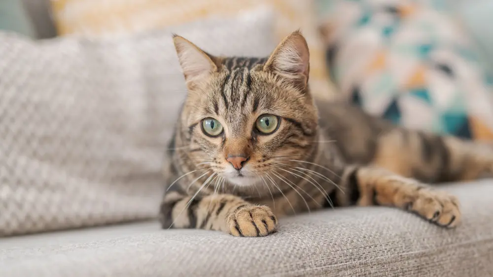 Biozyme felines 0012 Feline catoncouch AS243531718