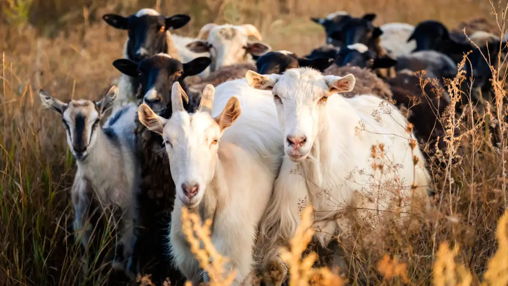 Biozyme goats 0017 Goats goatsmovingthroughgrass AS269151498