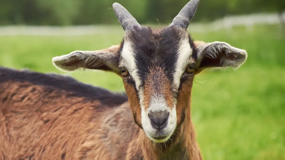 Biozyme goats 0016 Goats goatyoungclose AS66432123